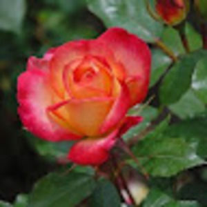 Meet your Posher, Milla